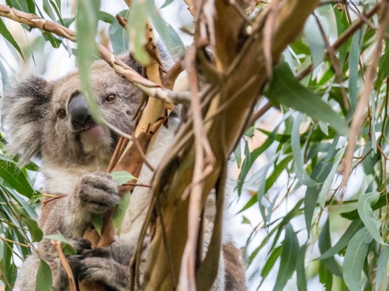 Have your say on Great Koala National Park recreation