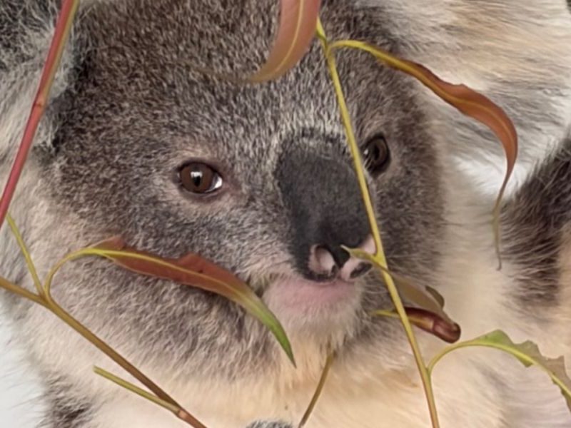 Celebrate safely with our wildlife