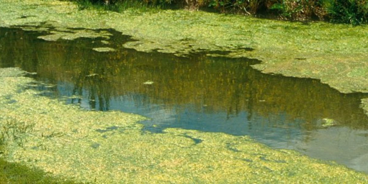 Blue-green algae Red Alert for Toonumbar Dam