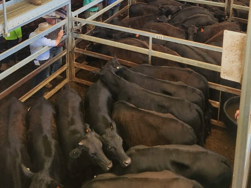 Local beef producers to be impacted by China’s mega tariff