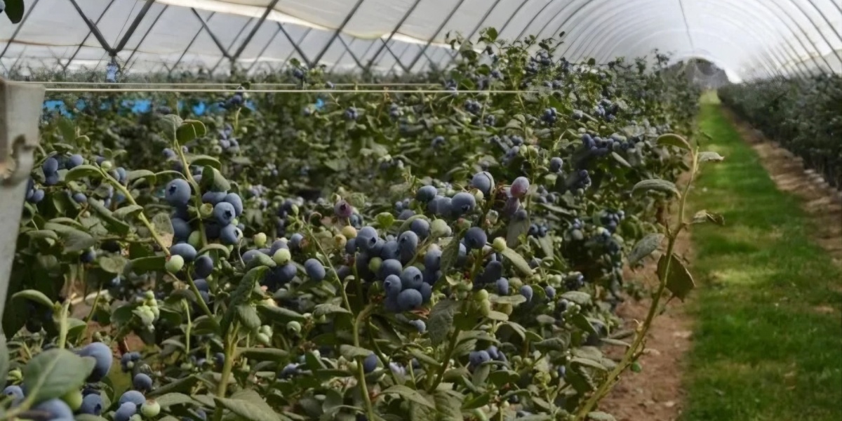 Councils versus polytunnels