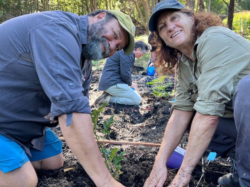 Culture and science unite to save endangered rainforest tree