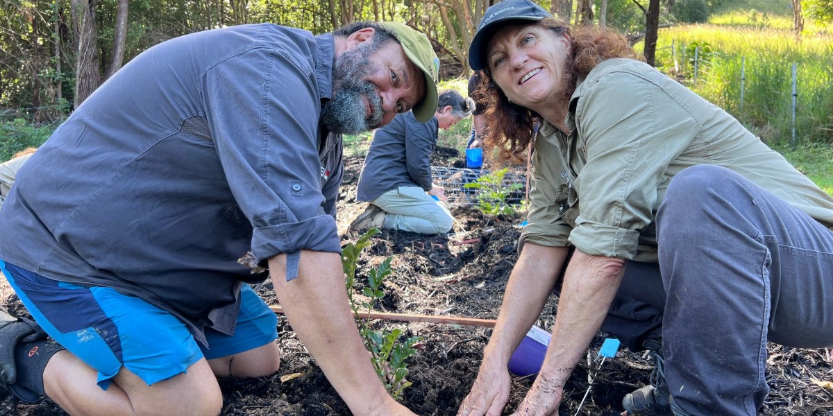 Culture and science unite to save endangered rainforest tree