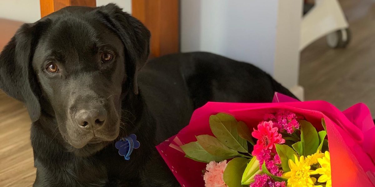 New Southern Cross University veterinary facilities to strengthen Northern Rivers workforce pipeline