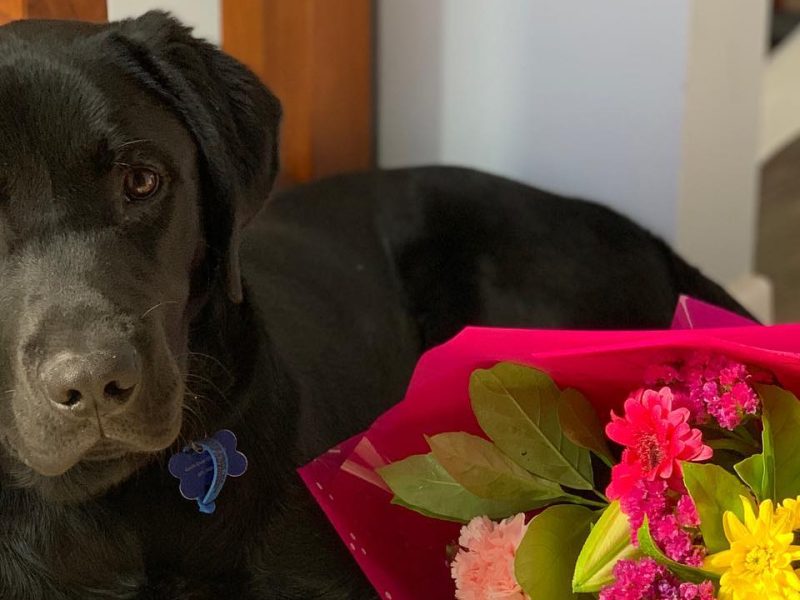 New Southern Cross University veterinary facilities to strengthen Northern Rivers workforce pipeline