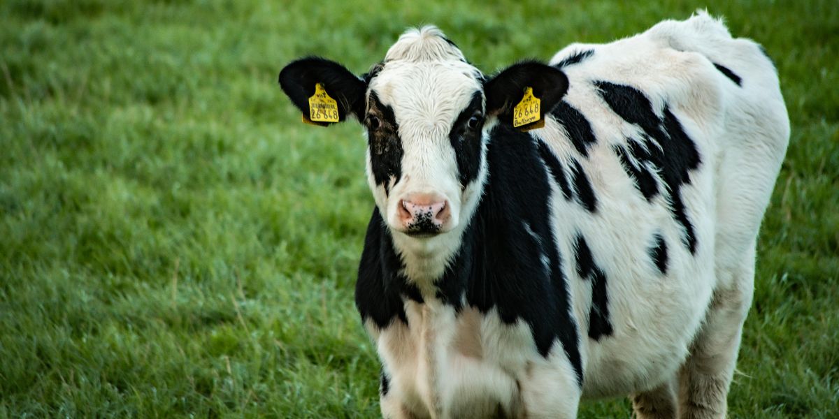 “Limited margin for error” for Australian dairy producers in season ahead: industry report