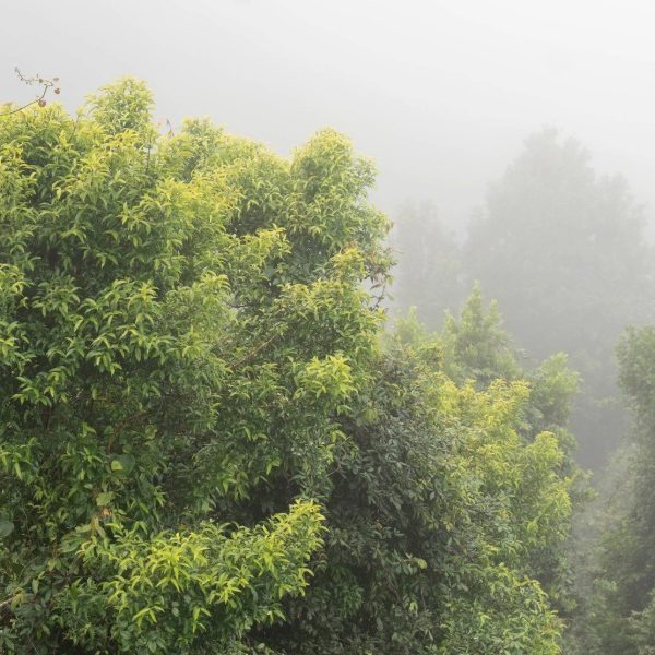 Work begins on 46km Dorrigo Great Escarpment Walk