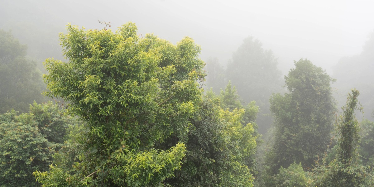 Work begins on 46km Dorrigo Great Escarpment Walk