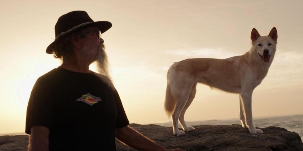 Film screening to spark dingo debate in the Northern Rivers