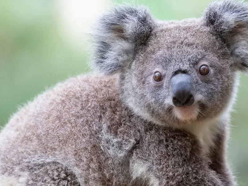 Community input central to Great Koala National Park planning