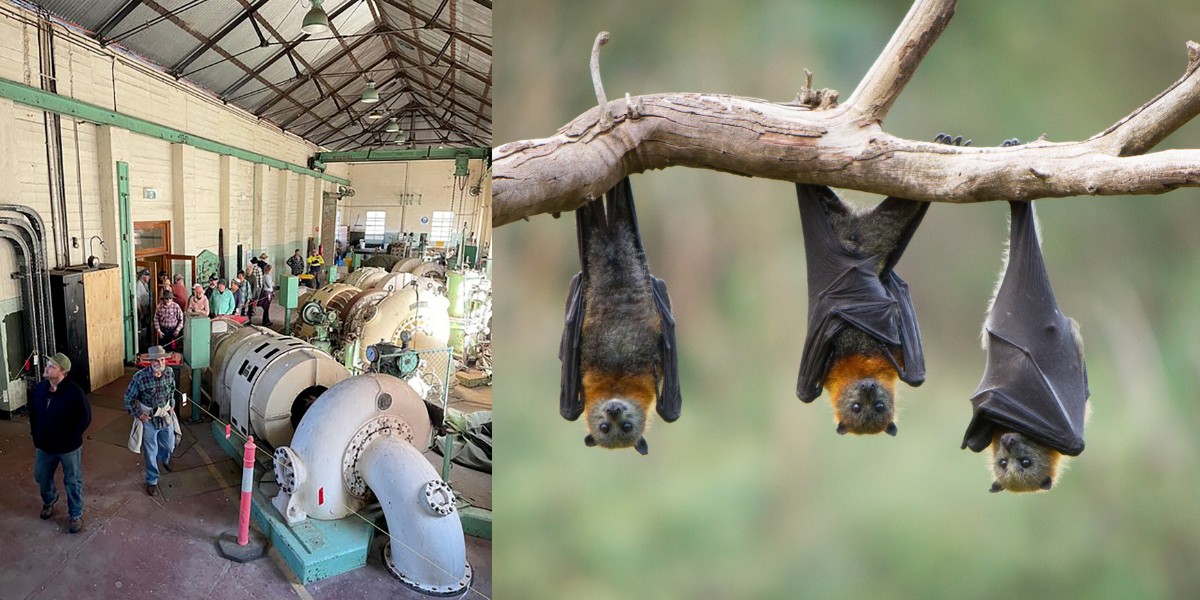 Clarence Valley Council makes key decisions on budget, agriculture, flying foxes and cultural engagement