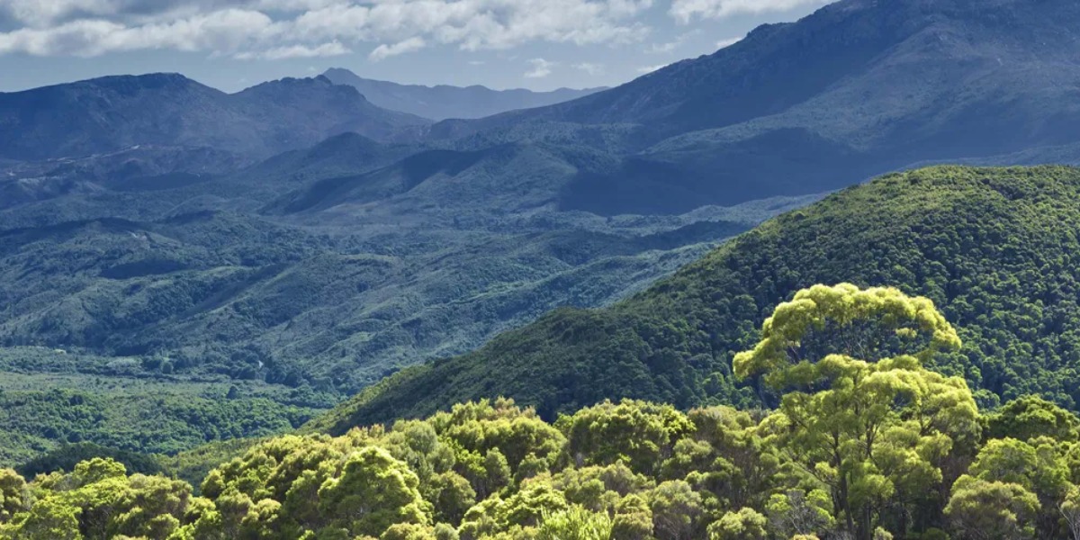 Confusion reigns over new forest carbon credit scheme