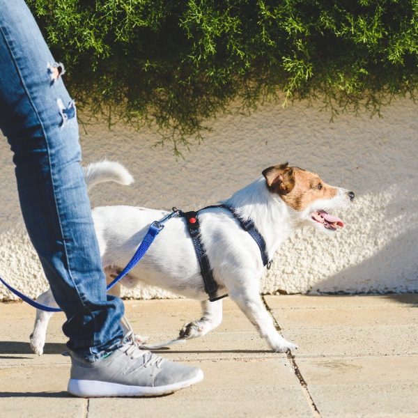 Clarence Valley cracks down after Yamba dog attack