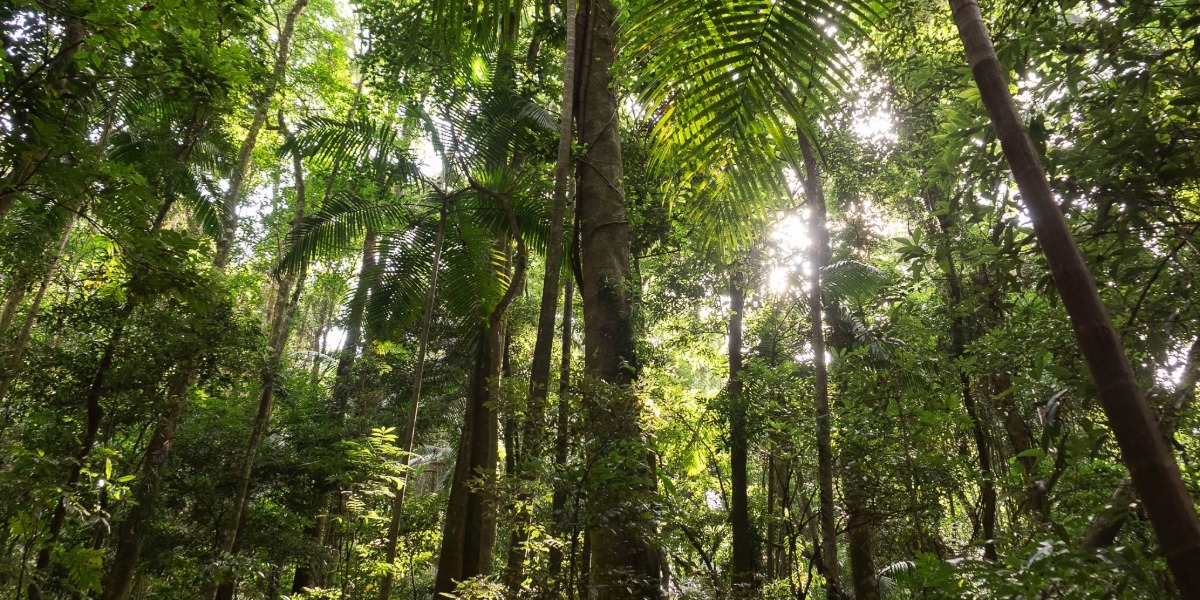 $1 million boost for North Coast bushland recovery