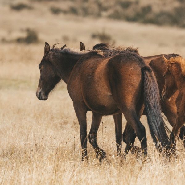 Court halts Yuraygir horse cull as brumby debate reignites