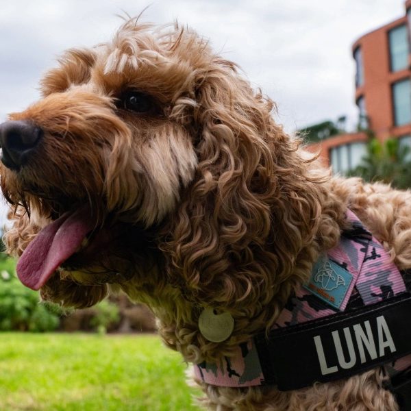 Luna leads pack as NSW’s top dog name