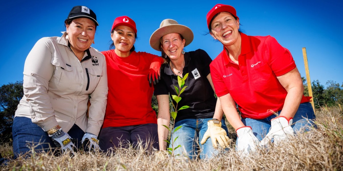 Byron Bay planting blitz aims to save koalas from extinction by 2050