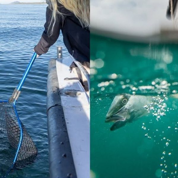 Kingfish and snapper proposals put North and Mid North Coast catches in focus