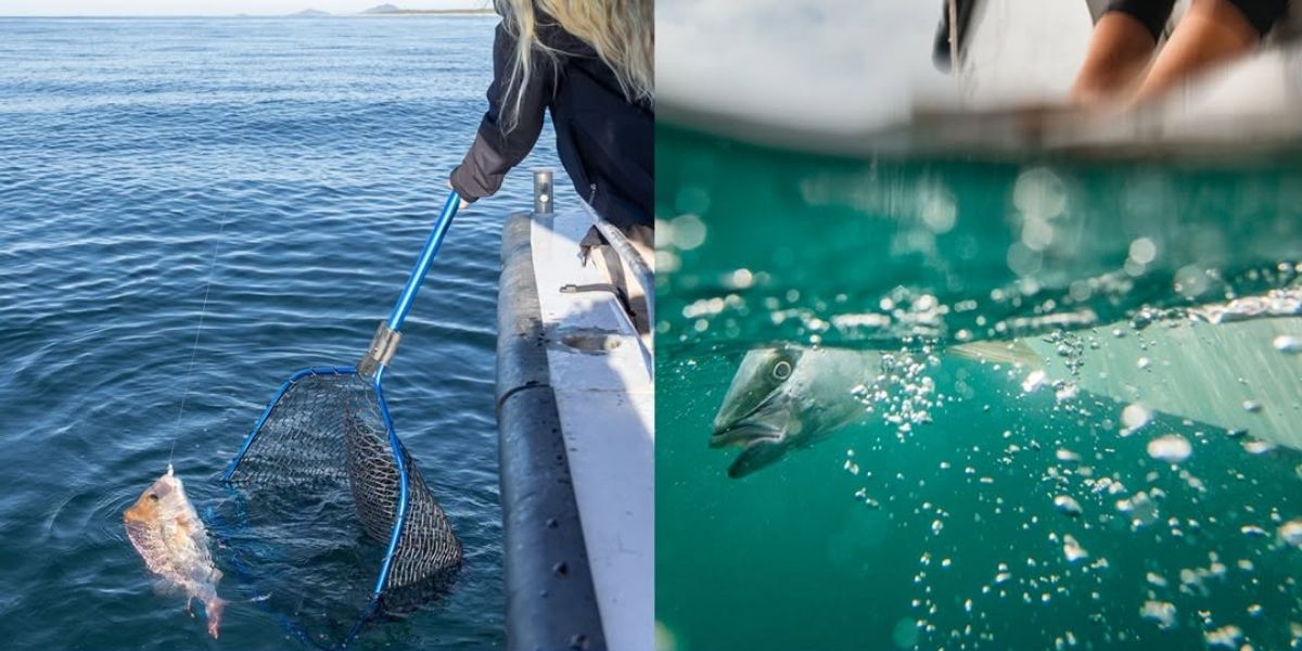 Kingfish and snapper proposals put North and Mid North Coast catches in focus