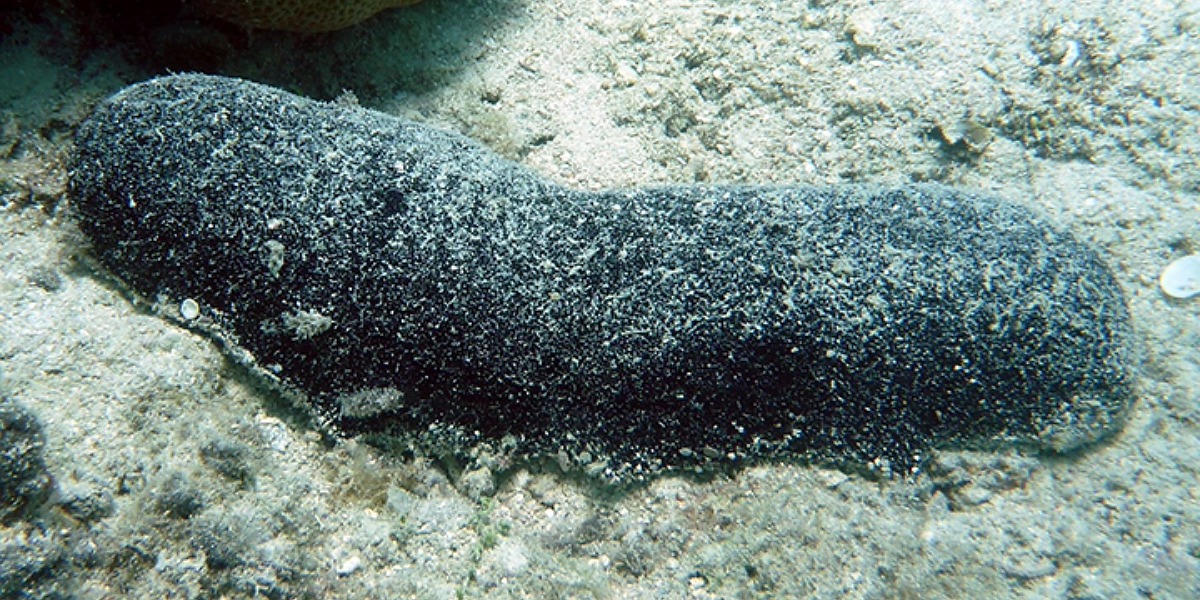 Southern Cross Uni scientist finds sea cucumbers can live past 100
