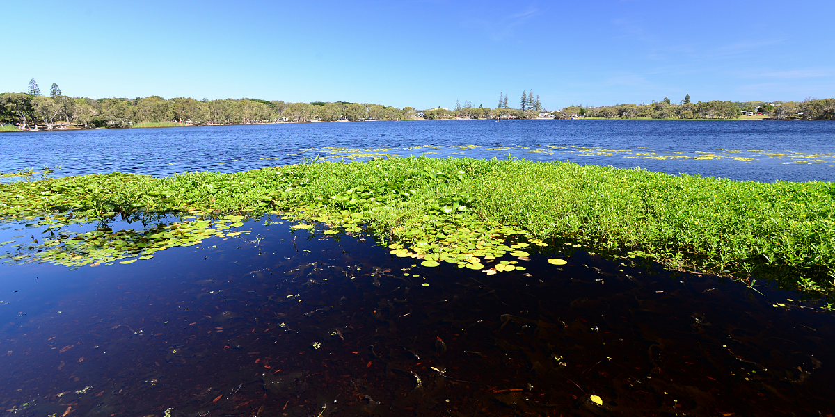 Red Alert for blue-green algae at Lake Ainsworth