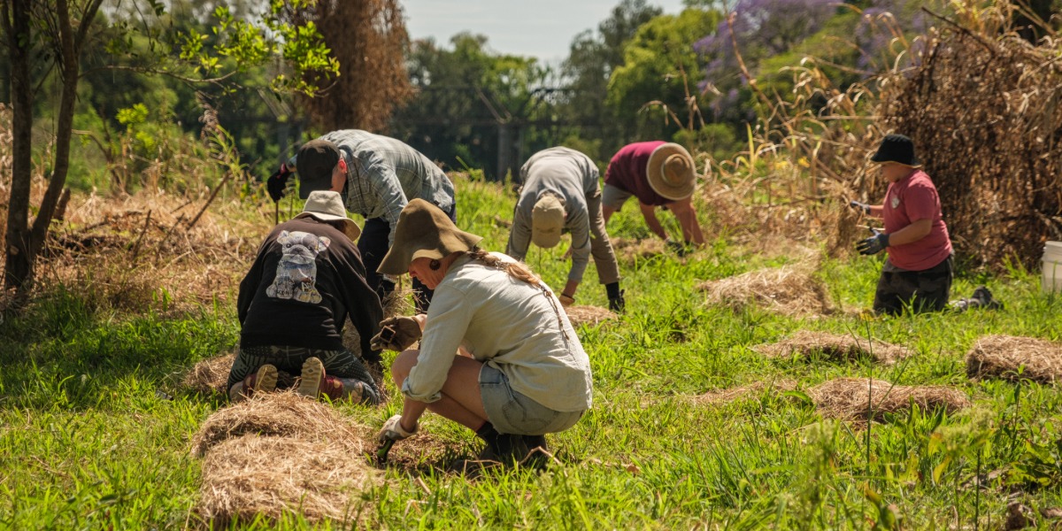 More than 17,000 native plants take root in Lismore’s river revival