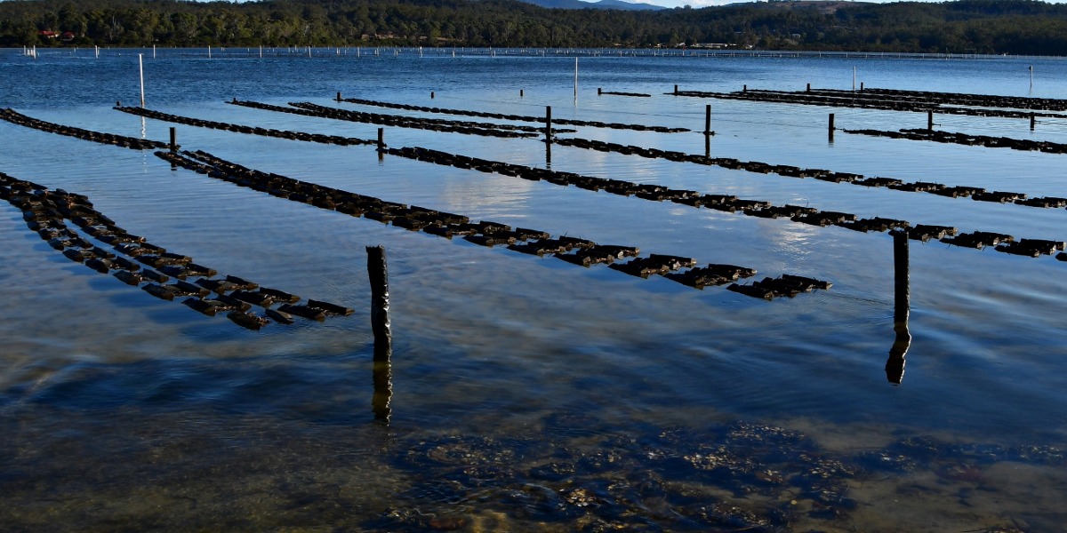 Longer aquaculture leases set to boost Mid North Coast industry