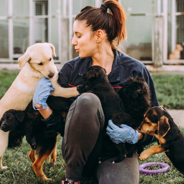 $1.5m in animal welfare grants now open