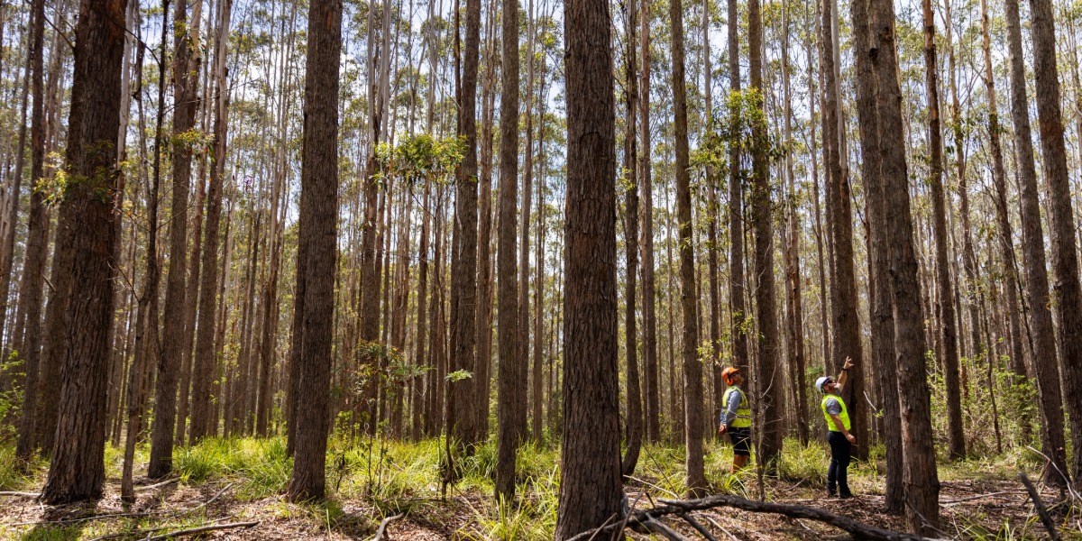 North Coast forests caught up in landmark logging review
