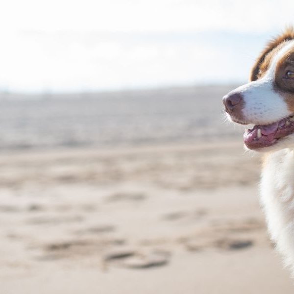 Dogs on beaches? Ballina wants your say