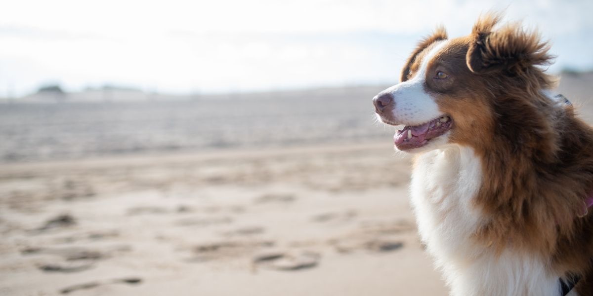 Dogs on beaches? Ballina wants your say