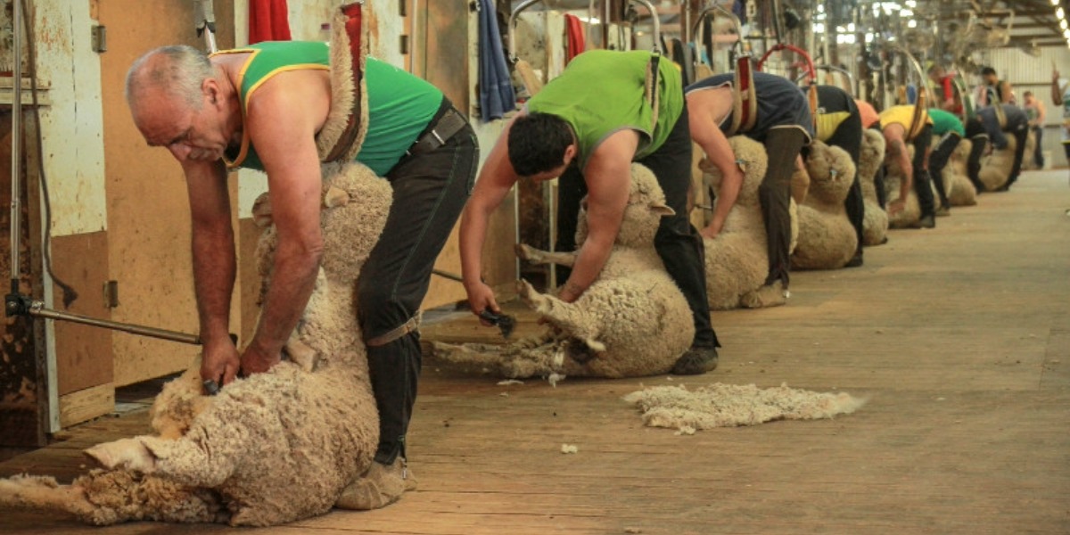 Farmers back labour hire crackdown, but warn shearers and harvesters must not be caught